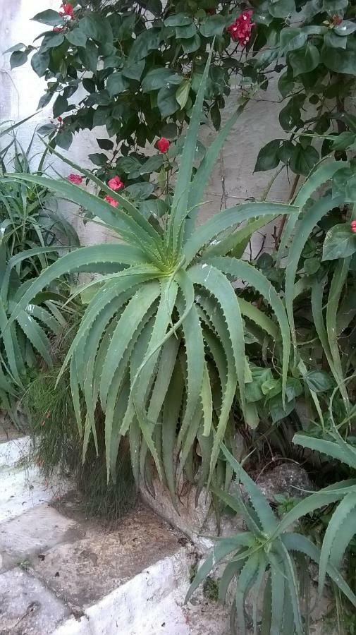 Verticalia 72017 Ostuni Zewnętrze zdjęcie